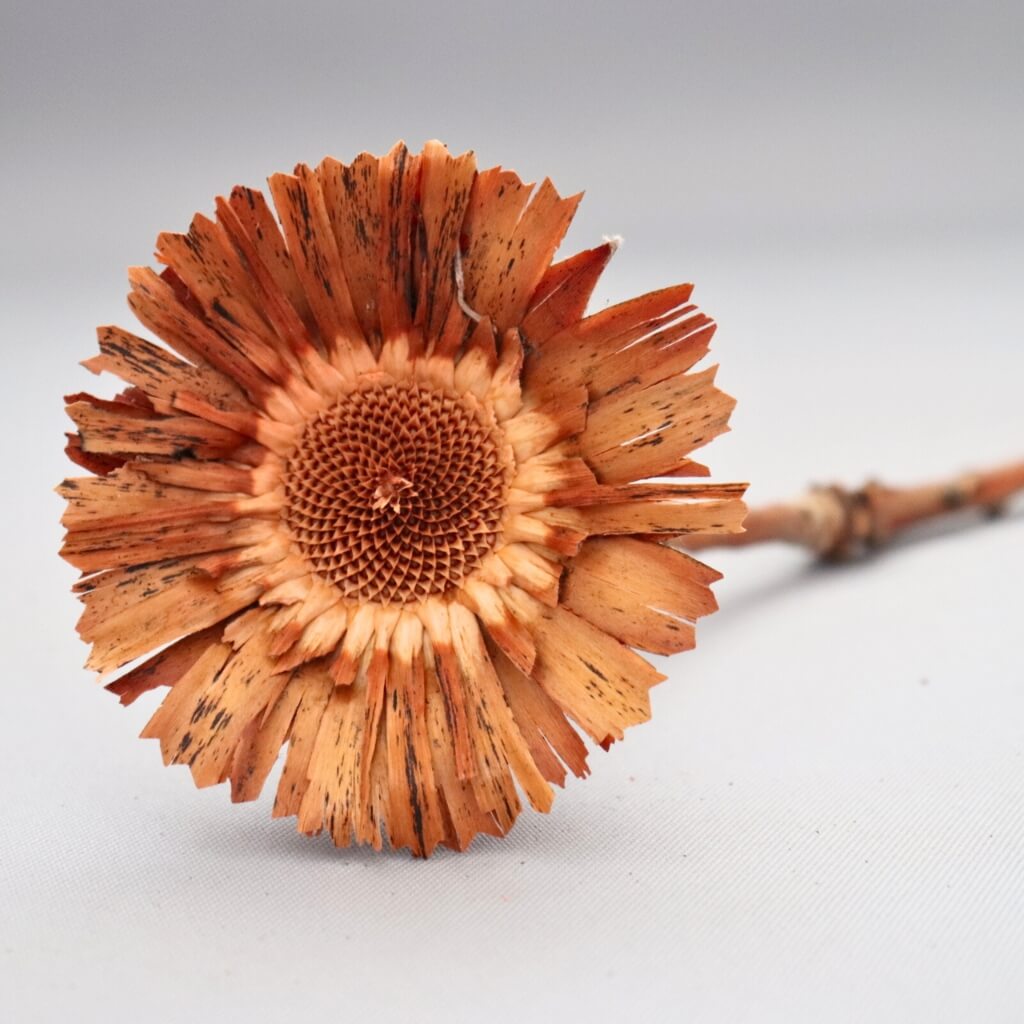 Sušená Obtusifolia – hnědá